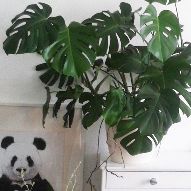 Samstag Abend und schon im Bett Aber Zuhause ist eshellip Samstag Abend und schon im Bett Aber Zuhause ist eshellip