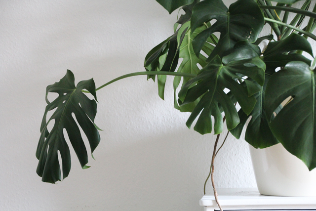 35 Geburtstag und Blumen, Monstera, Grünlilie, Kaktus, Wünsche und Glücklichmacher